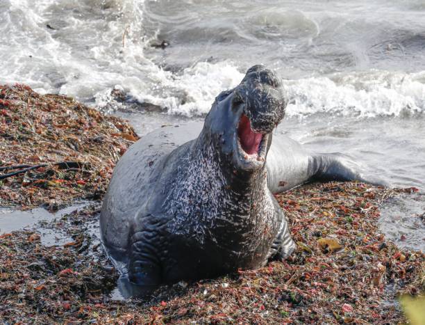 istock Roaring elephant seal on seaweed-covered beach. 2205941791