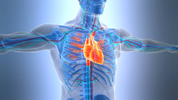 Human Circulatory System Heart Anatomy