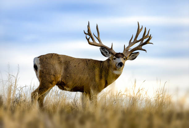 istock Trophy mule deer on Colorado plains during fall rut. Big deer and beautiful background. 2205947031