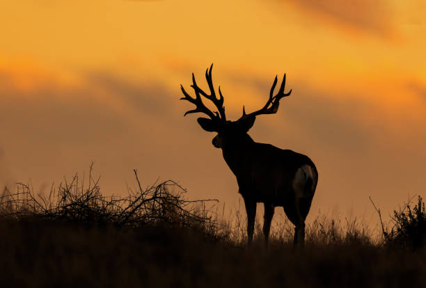 istock Trophy mule deer on Colorado plains during fall rut 2205947110