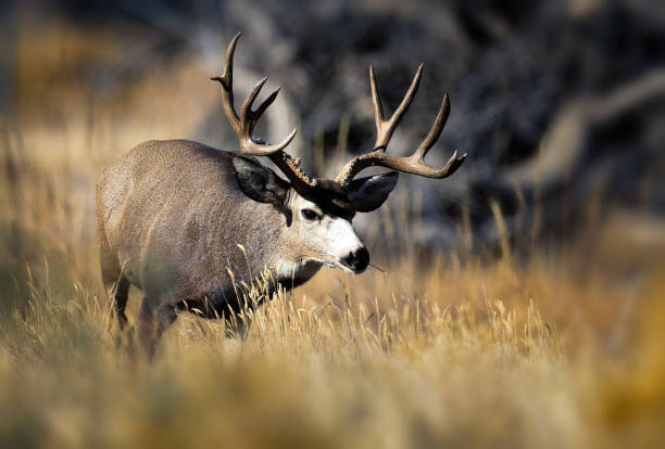 istock Trophy mule deer on Colorado plains during fall rut 2205947113