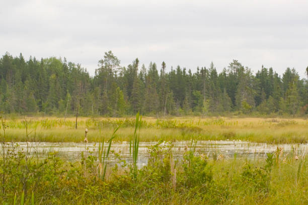 istock Seney National Wildlilfe Refuge, Michigan 2205947121
