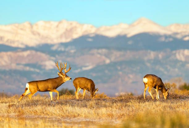 istock Trophy mule deer on Colorado plains during fall rut 2205947161