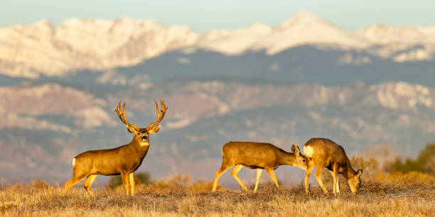 istock Trophy mule deer on Colorado plains during fall rut 2205947162
