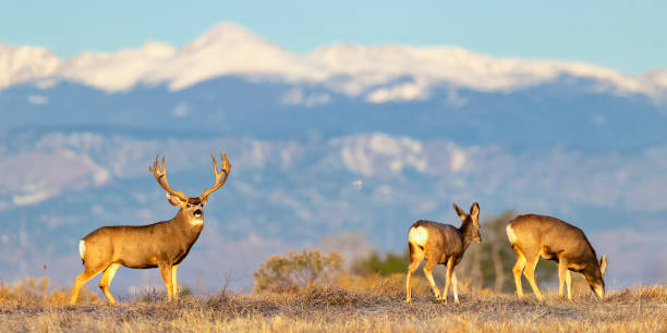 istock Trophy mule deer on Colorado plains during fall rut 2205947194