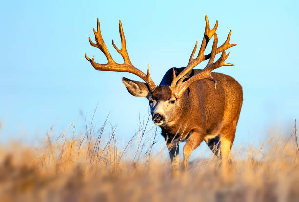 istock Trophy mule deer on Colorado plains during fall rut 2205947200