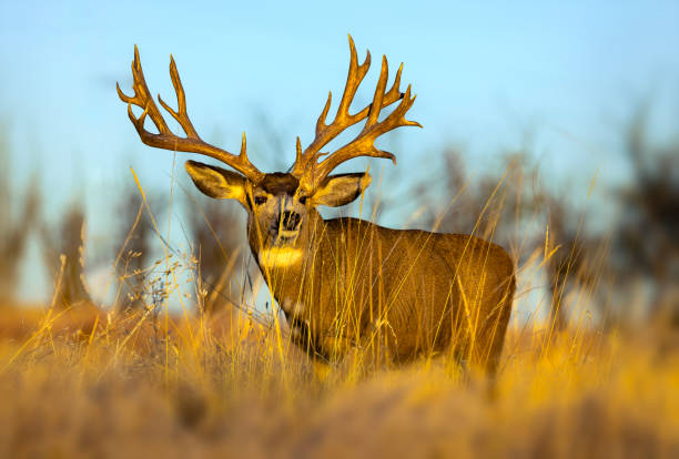 istock Trophy mule deer on Colorado plains during fall rut 2205947762