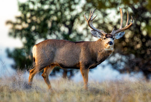 istock Trophy mule deer on Colorado plains during fall rut 2205947768