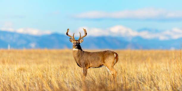 istock White-tailed deer buck during the fall deer rut in Colorado. 2205951954