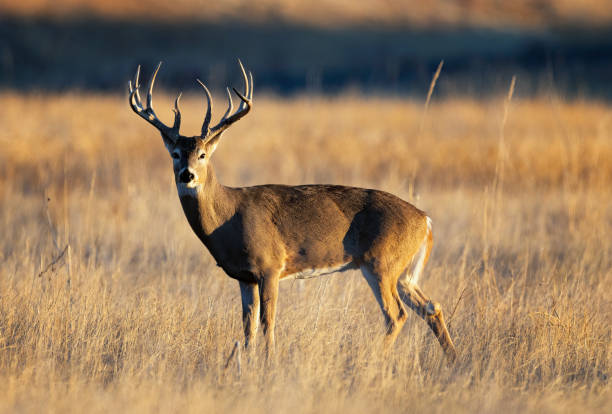 istock White-tailed deer buck during the fall deer rut in Colorado. 2205952213