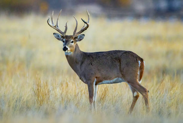 istock White-tailed deer buck during the fall deer rut in Colorado. 2205952220