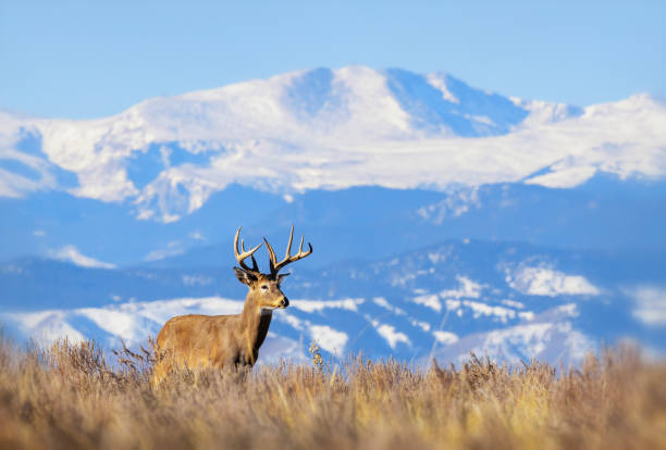 White-tailed deer buck during the fall deer rut in Colorado. Prime condition large buck in beautiful light. Blue sky background with the Colorado Rocky Mountains.