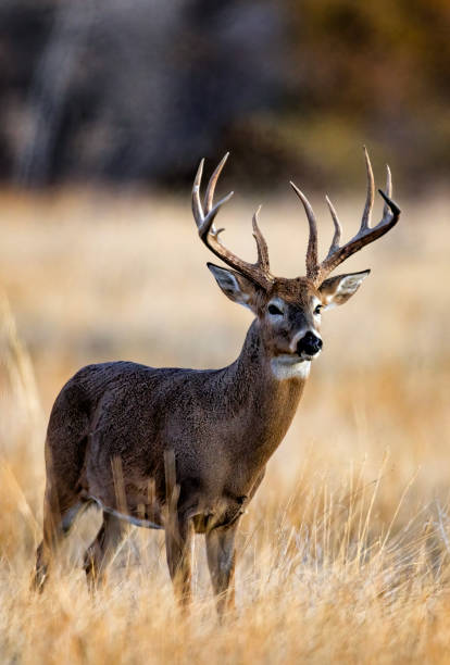 istock White-tailed deer buck during the fall deer rut in Colorado. 2205952230