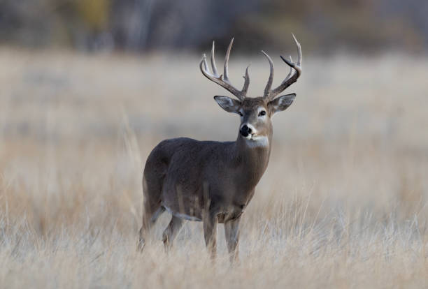 istock White-tailed deer buck during the fall deer rut in Colorado. 2205952391