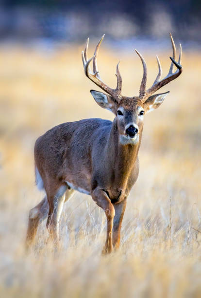 istock White-tailed deer buck during the fall deer rut in Colorado. 2205952397