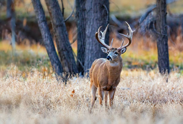 istock White-tailed deer buck during the fall deer rut in Colorado. 2205952520