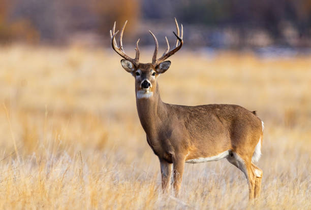 istock White-tailed deer buck during the fall deer rut in Colorado. 2205952546