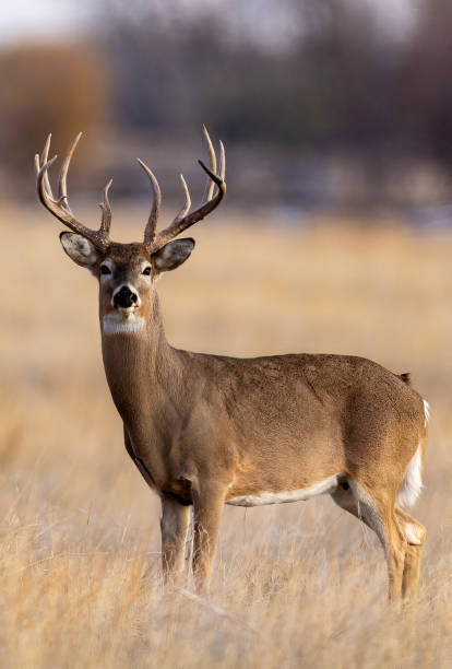 istock White-tailed deer buck during the fall deer rut in Colorado. 2205952548