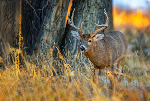 istock White-tailed deer buck during the fall deer rut in Colorado. 2205952963