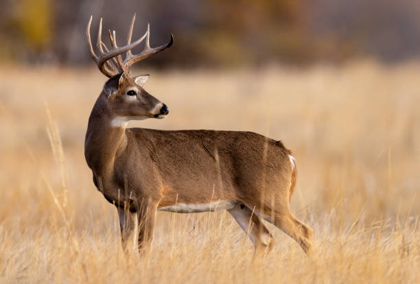 istock White-tailed deer buck during the fall deer rut in Colorado. 2205952965