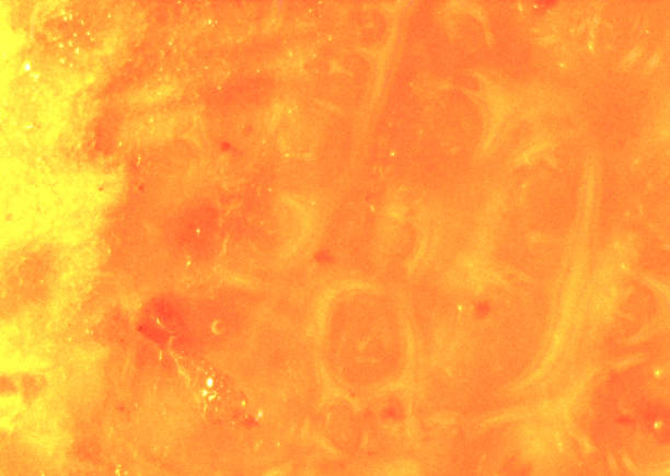 istock Carrot close up. Vegan food. Image under the microscope, micro photography. Science, study and education. Multiple zoom, close-up. Scientific photography 2205953110