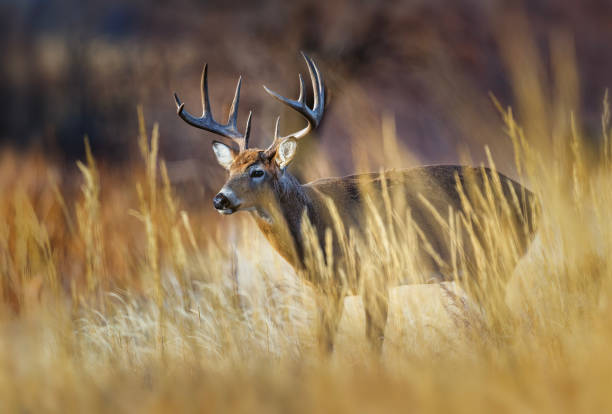 istock White-tailed deer buck during the fall deer rut in Colorado. 2205953500