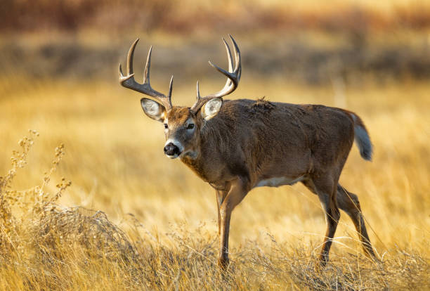 istock White-tailed deer buck during the fall deer rut in Colorado. 2205953628