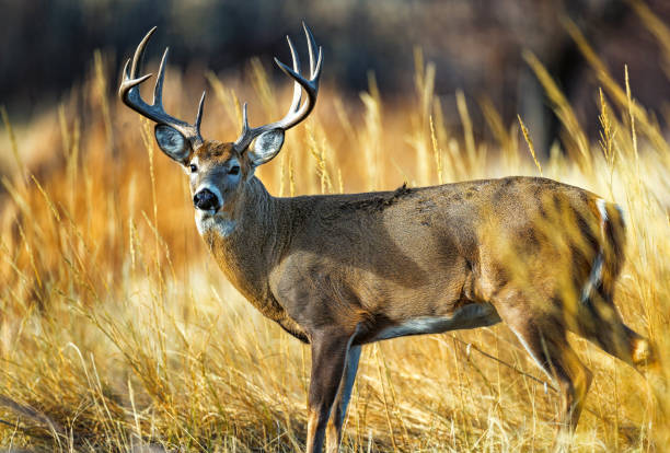 istock White-tailed deer buck during the fall deer rut in Colorado. 2205953911