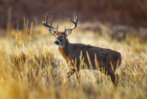 istock White-tailed deer buck during the fall deer rut in Colorado. 2205953912