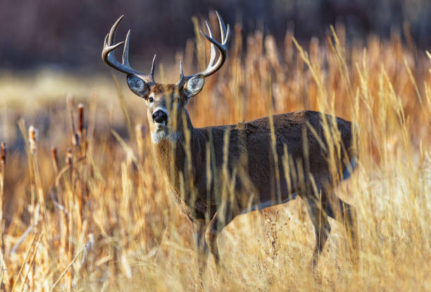 istock White-tailed deer buck during the fall deer rut in Colorado. 2205953914