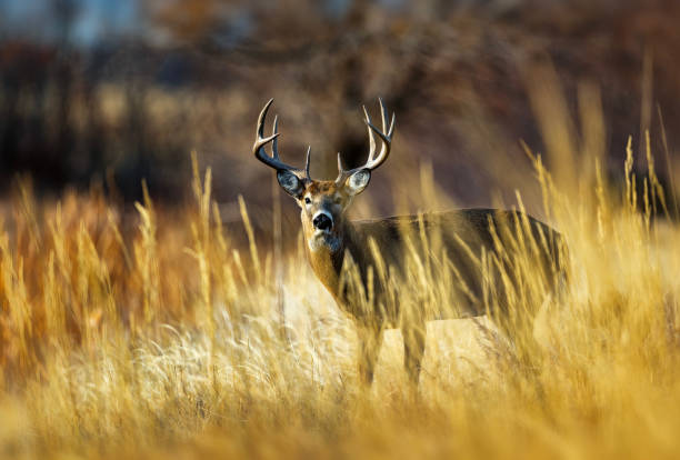 istock White-tailed deer buck during the fall deer rut in Colorado. 2205953928