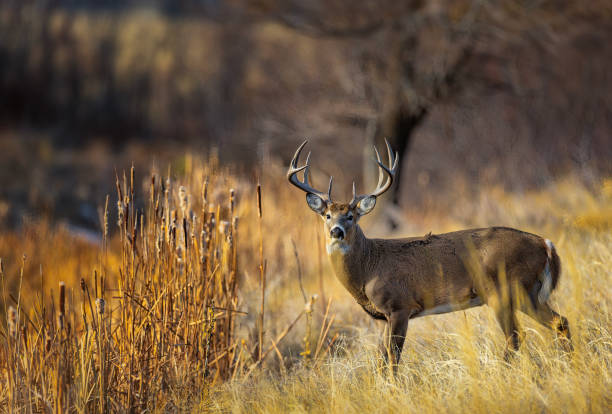 istock White-tailed deer buck during the fall deer rut in Colorado. 2205953934