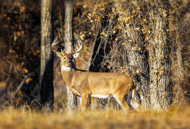 istock White-tailed deer buck during the fall deer rut in Colorado. 2205953936