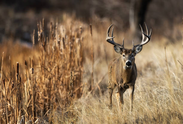 istock White-tailed deer buck during the fall deer rut in Colorado. 2205954187