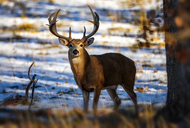 istock White-tailed deer buck during the fall deer rut in Colorado. 2205954644