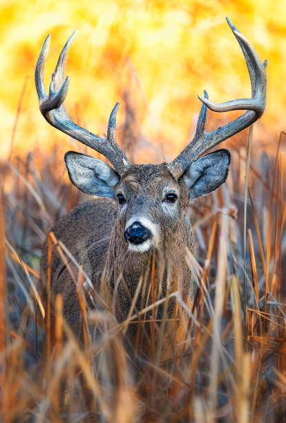 istock White-tailed deer buck during the fall deer rut in Colorado. 2205954654