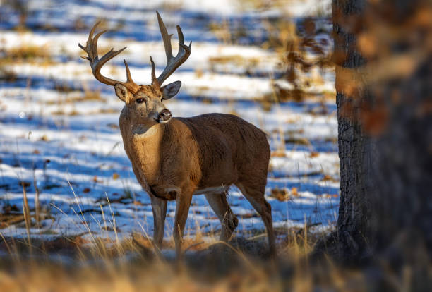 istock White-tailed deer buck during the fall deer rut in Colorado. 2205954655