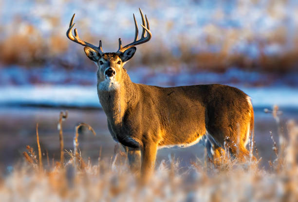 White-tailed deer buck during the fall deer rut in Colorado. Prime condition large buck in beautiful golden light with the ground covered in snow.