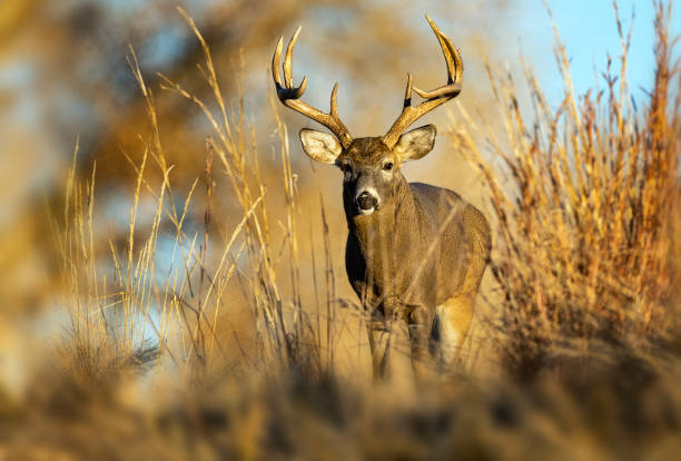 istock White-tailed deer buck during the fall deer rut in Colorado. 2205954682