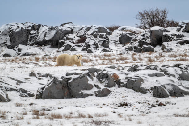 Polar bear walking along snow covered rocky shoreline