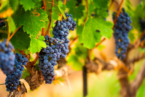 istock Bunch of Grapes Hanging from the Vine 2205958694