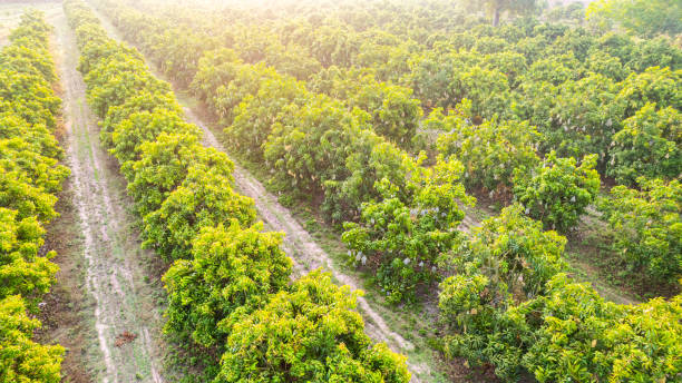 istock Mango orchard is blossoming and bearing fruit. 2205958738
