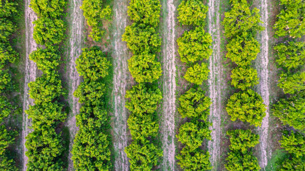 istock Mango orchard is blossoming and bearing fruit. 2205958744