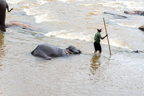 Pinnawala Sri Lanka - September 3 2024; Pinnawala Elephant Orphanage elephants tended by minders and chained while bathing in Ma Ora River.