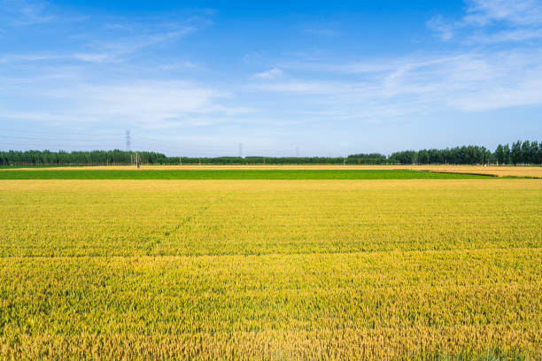 Green wheat is growing in the field, The wheat fields are under the blue sky and white clouds