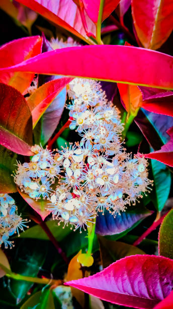istock Vibrant Foliage and Delicate Blossoms in Nature’s Palette 2205964680
