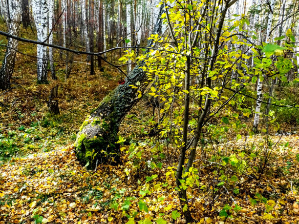 Autumn forest landscape in the early morning. Colorful trees illuminated by the sun