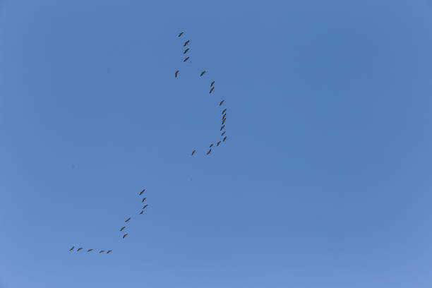 Cranes flying in the sky