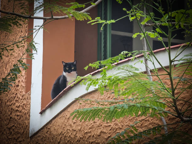 A black and white cat sits attentively on the edge of a rustic orange-colored building, framed by green foliage from a nearby tree.