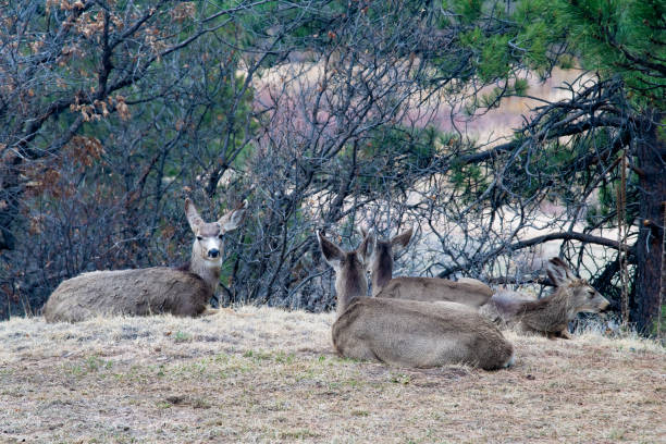 Group of Mule deer resting in quiet place in the Rockies in El Paso county, Colorado, United States.